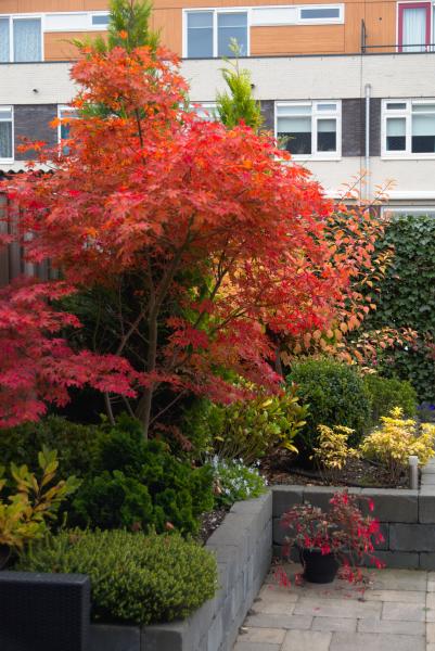 Herfstkleuren in de tuin