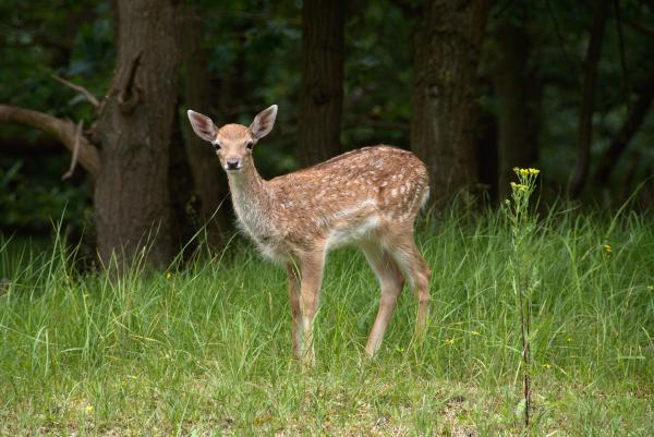 Amsterdamse Waterleidingduinen
