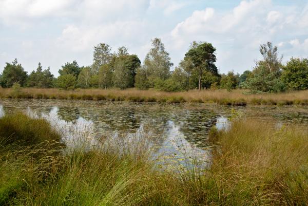 Kampina