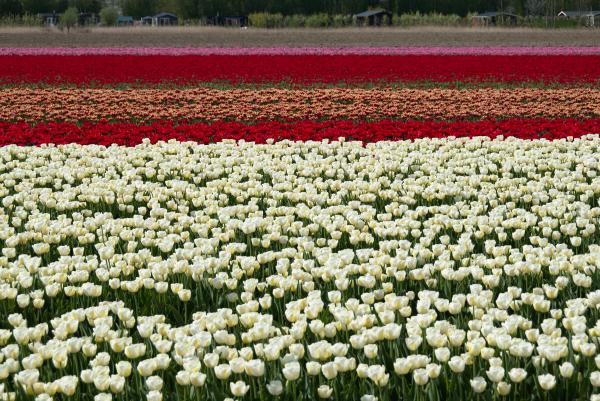 Tulpenvelden op Flakkee